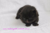 /album/gato-4/img-3211-jpg/