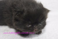 /album/gato-4/img-3222-jpg/