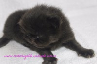 /album/gato-4/img-3224-jpg/