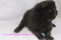 /album/gato-4/img-3226-jpg/