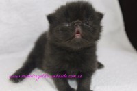 /album/gato-4/img-3227-jpg/