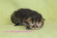 /album/gato-5/img-3233-jpg/