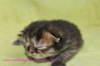 /album/gato-5/img-3237-jpg/
