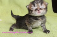 /album/gato-5/img-3238-jpg/