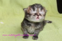 /album/gato-5/img-3242-jpg/