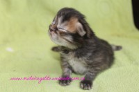 /album/gato-5/img-3243-jpg/