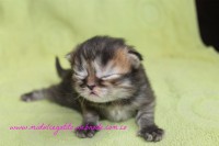 /album/gato-5/img-3247-jpg/