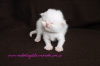 /album/gato-1/img-3186-jpg/