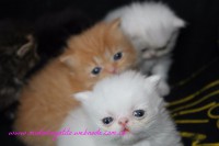/album/fotogaleria/img-3334-jpg/