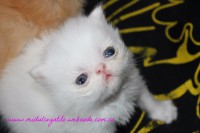 /album/fotogaleria/img-3335-jpg/
