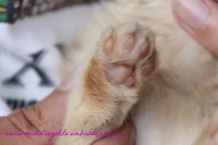 /album/diario/ginger-jpg/