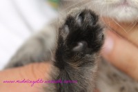 /album/diario/oreo-jpg/