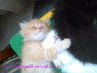 /album/diario/c1f38d35-2e27-4ffc-9015-baae7ae7028d-jpg/