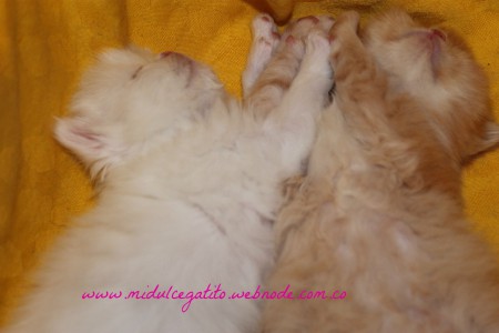 Con este amor de hermanos, Ginger y Teo desean buena noche