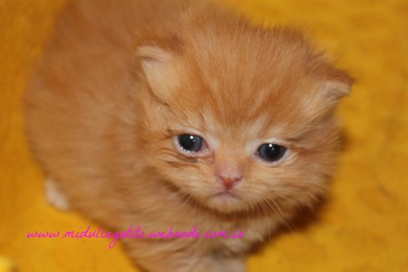 GINGER