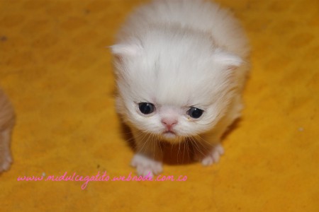 TEO