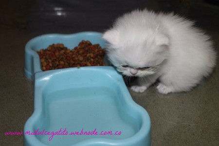 Sunny ya quiere probar la comida de mamá