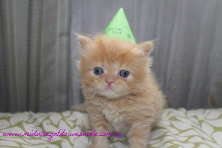 GINGER