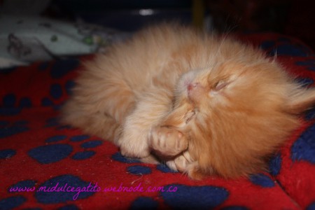 dulces sueños Ginger