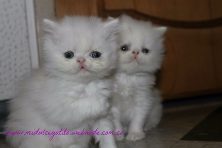 TEO y SUNNY