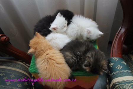 siesta de la tarde, aunque no caben insisten en estar juntos
