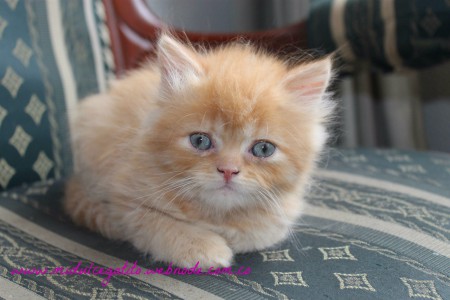 GINGER