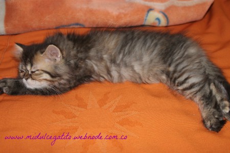 oreo descansando